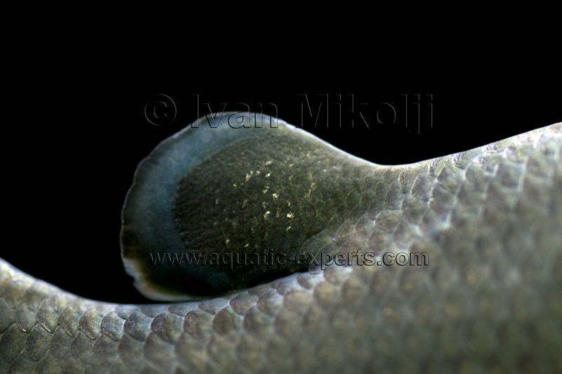 cultivo siembra de cachamas